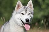 SIBERIAN HUSKY 277